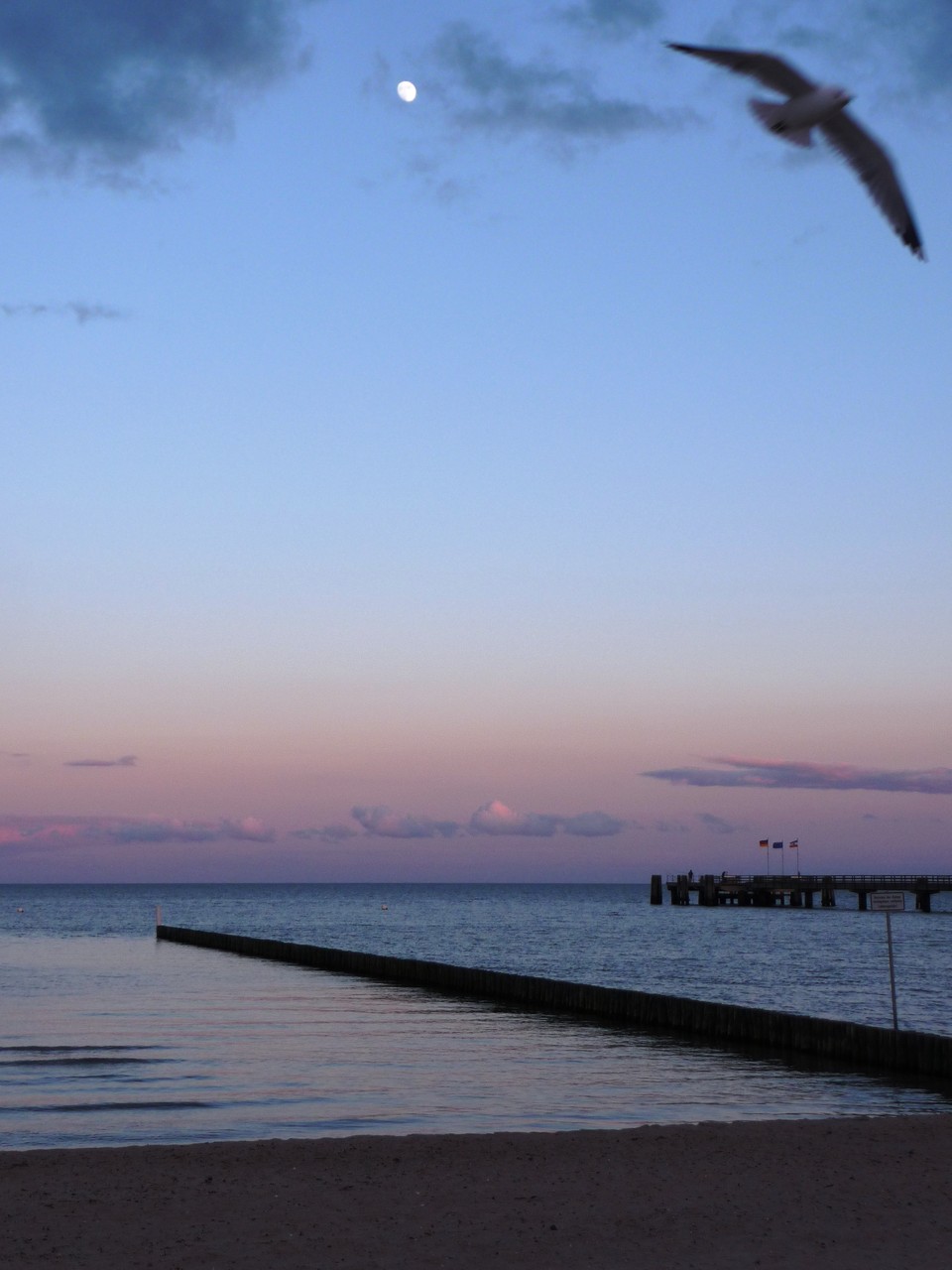 Möwe im Sonnenuntergang