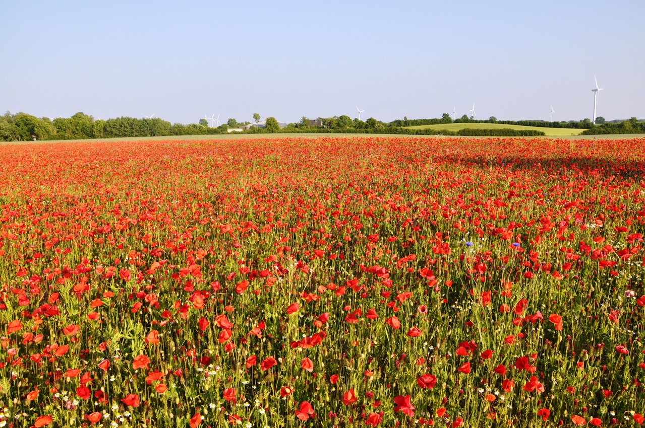 champs et fleurs dans les alentours