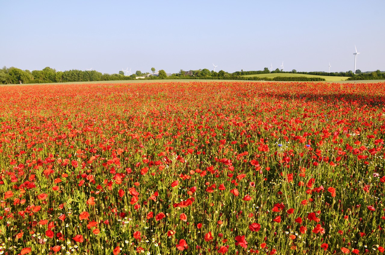 champs et fleurs dans les alentours