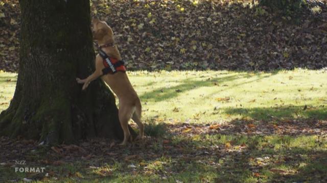 Asiatischer Laubholzbockkäfer Spürhunde