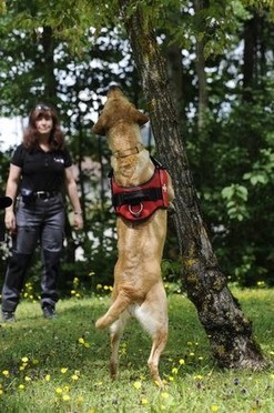 Asiatischer Laubholzbockkäfer Spürhunde