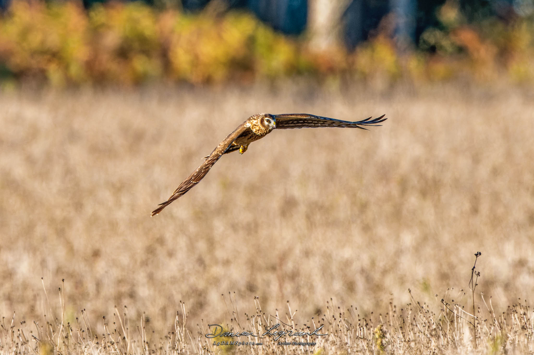 Busard Saint-Martin - Forêt de Lorignac  FR17 - 10/2022 - ©LgDAMSphoto