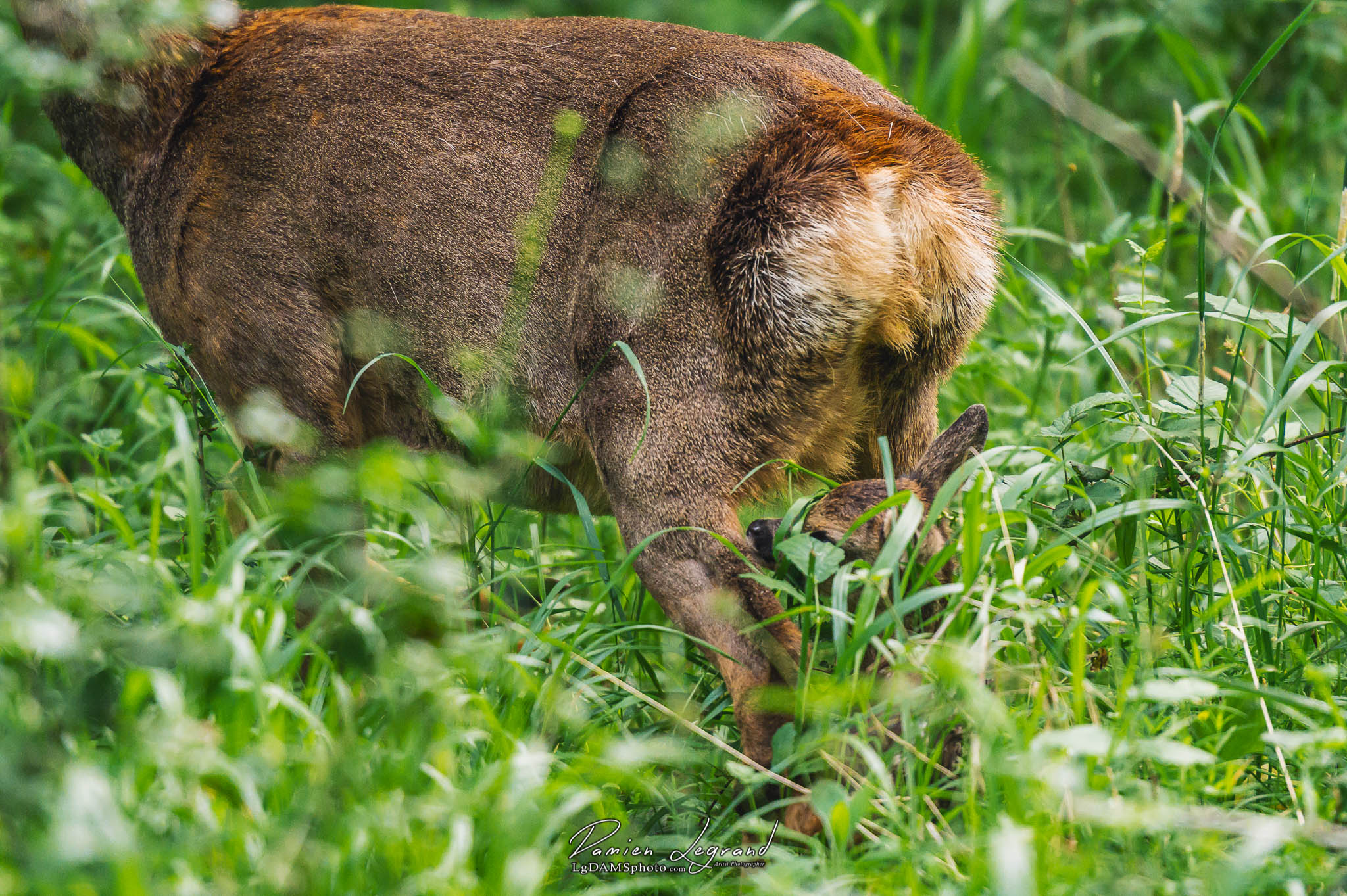 "Caramel" nouveau-né faon au Parc François 1er - Cognac FR - 11/05/2022 - ©LgDAMSphoto