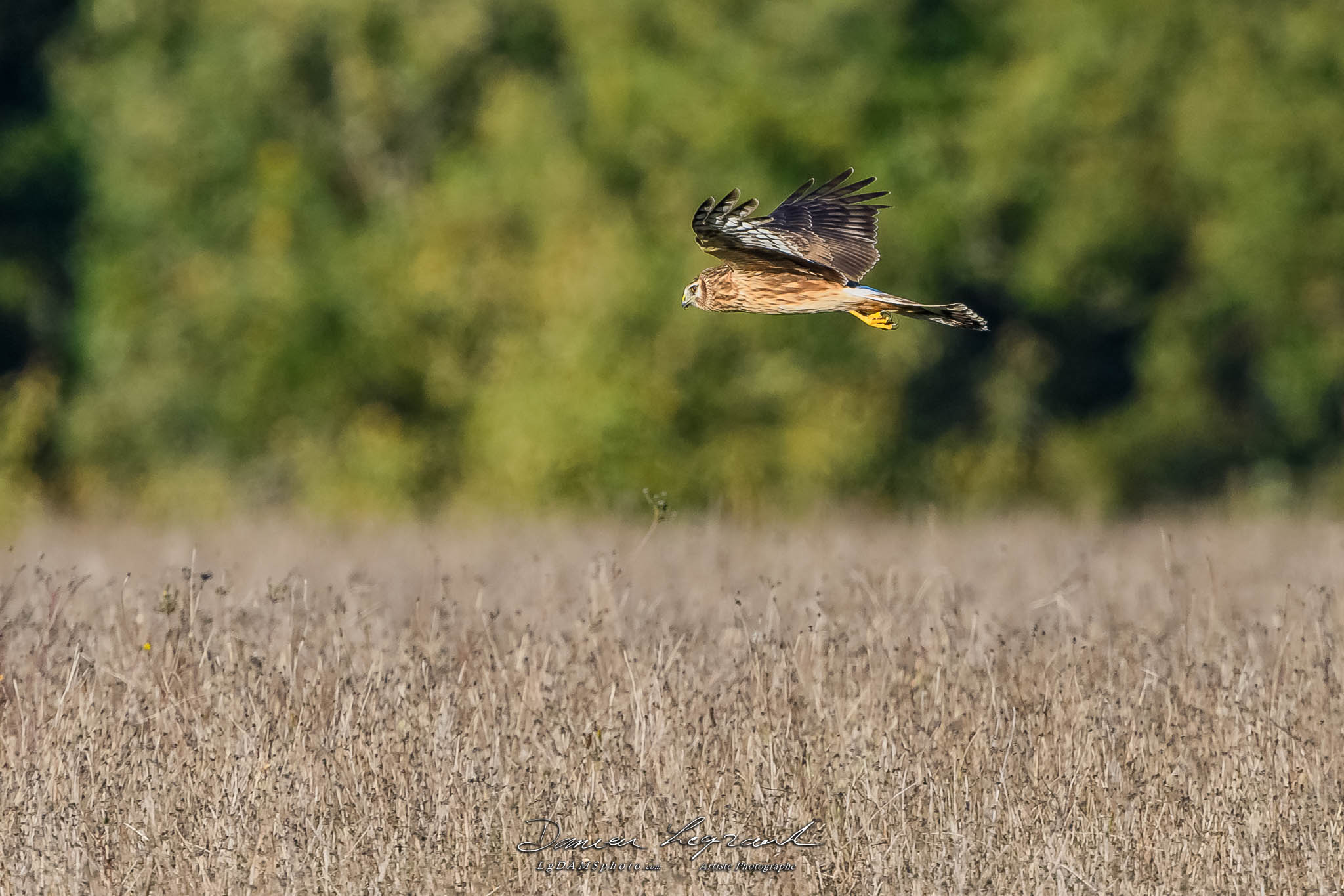 Busard Saint-Martin - Forêt de Lorignac  FR17 - 10/2022 - ©LgDAMSphoto