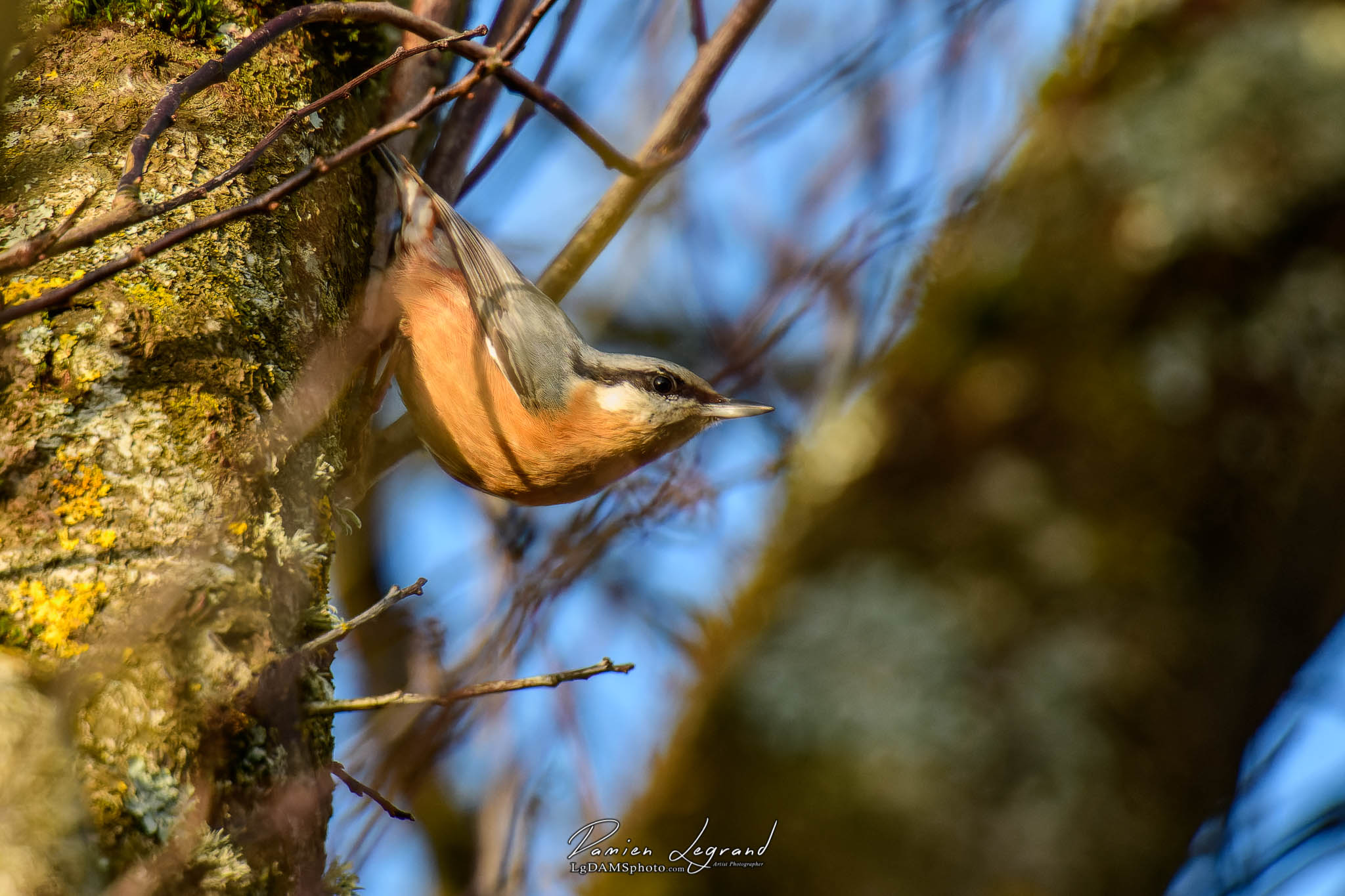 Sittelle torchepot Le Jard FR10 - 12/2021 - ©LgDAMSphoto