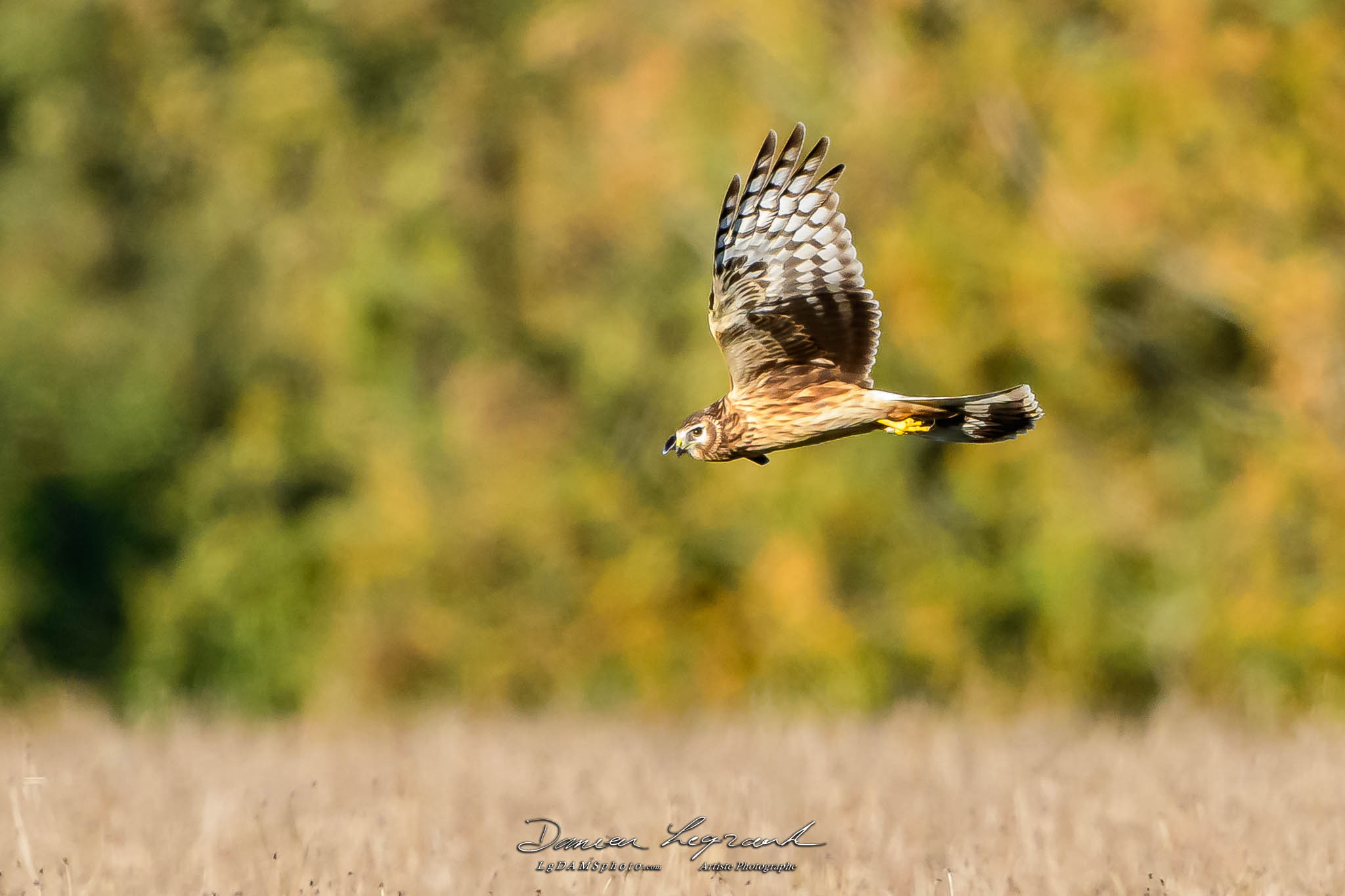 Busard Saint-Martin - Forêt de Lorignac  FR17 - 10/2022 - ©LgDAMSphoto