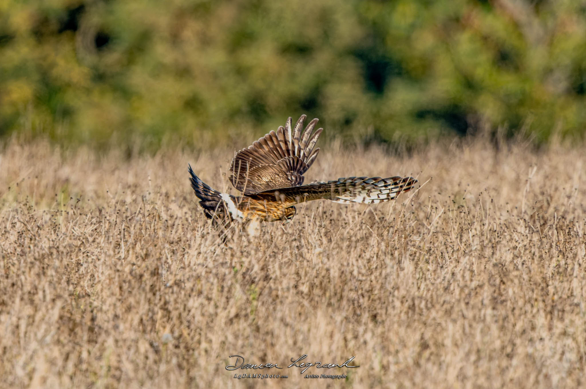 Busard Saint-Martin - Forêt de Lorignac  FR17 - 10/2022 - ©LgDAMSphoto