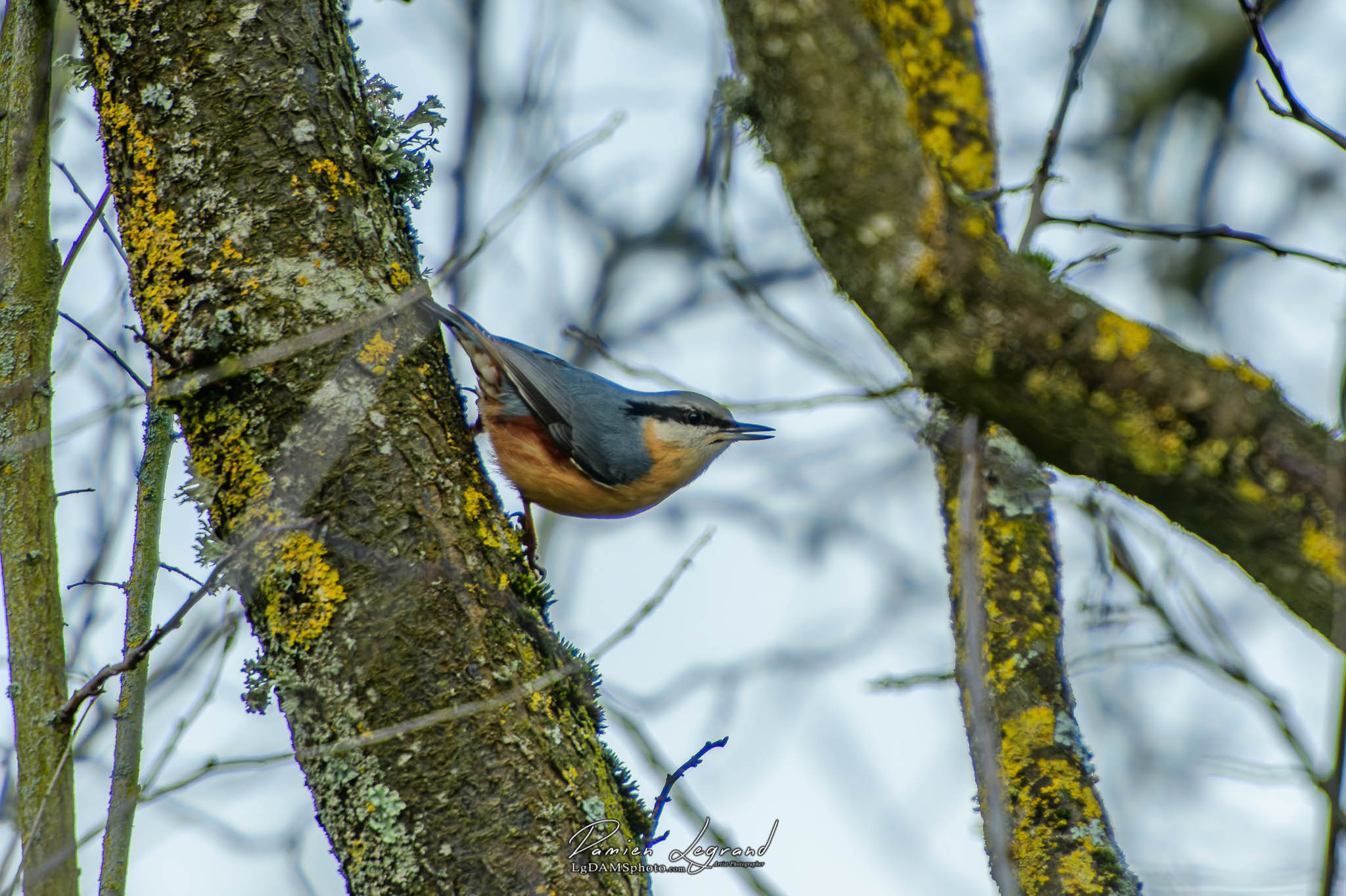 Sittelle torchepot Le Jard FR10 - 12/2021 - ©LgDAMSphoto