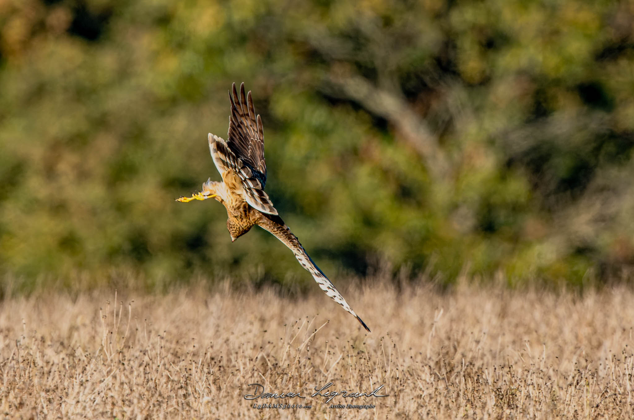 Busard Saint-Martin - Forêt de Lorignac  FR17 - 10/2022 - ©LgDAMSphoto