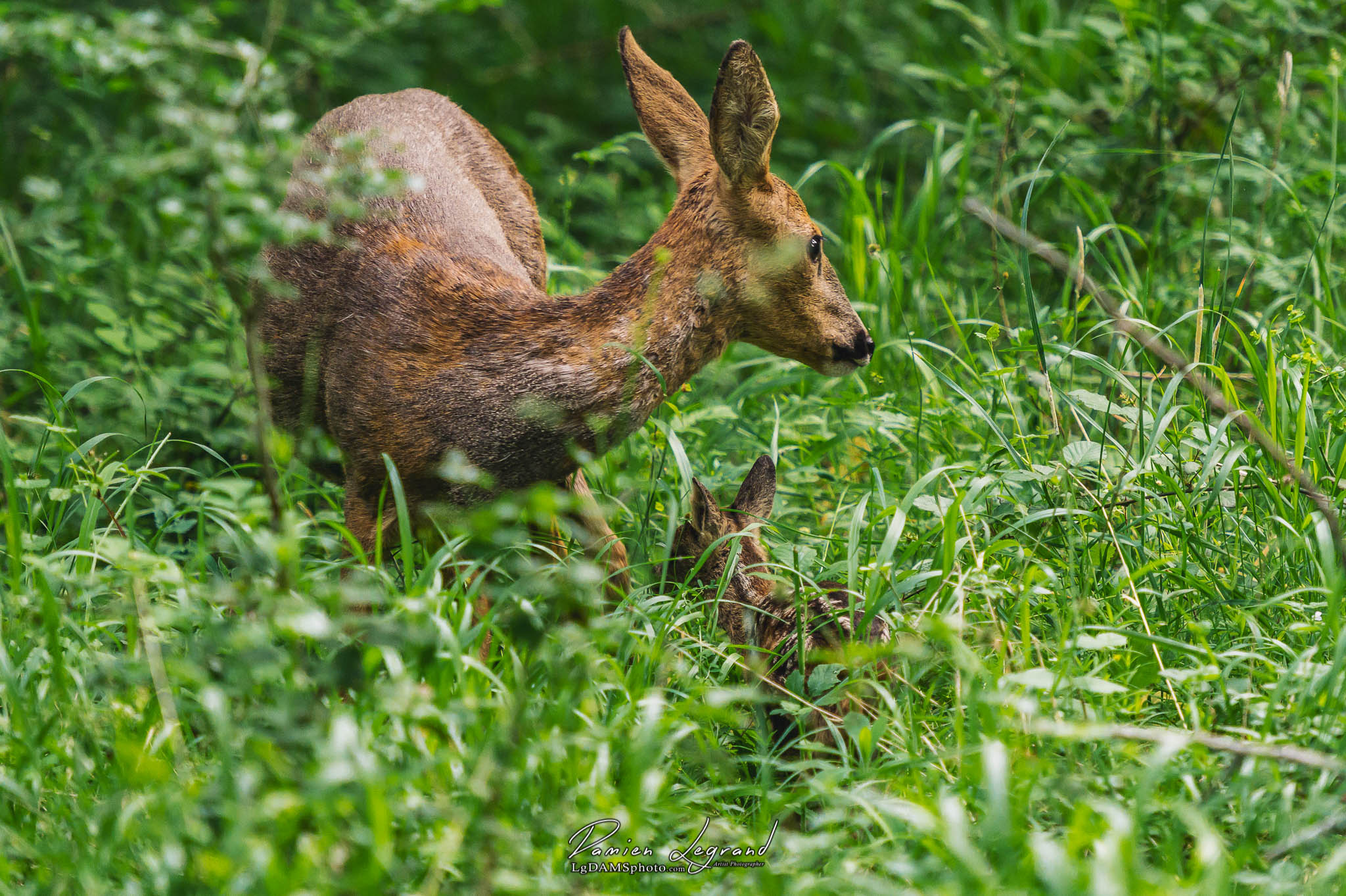 "Caramel" nouveau-né faon au Parc François 1er - Cognac FR - 11/05/2022 - ©LgDAMSphoto