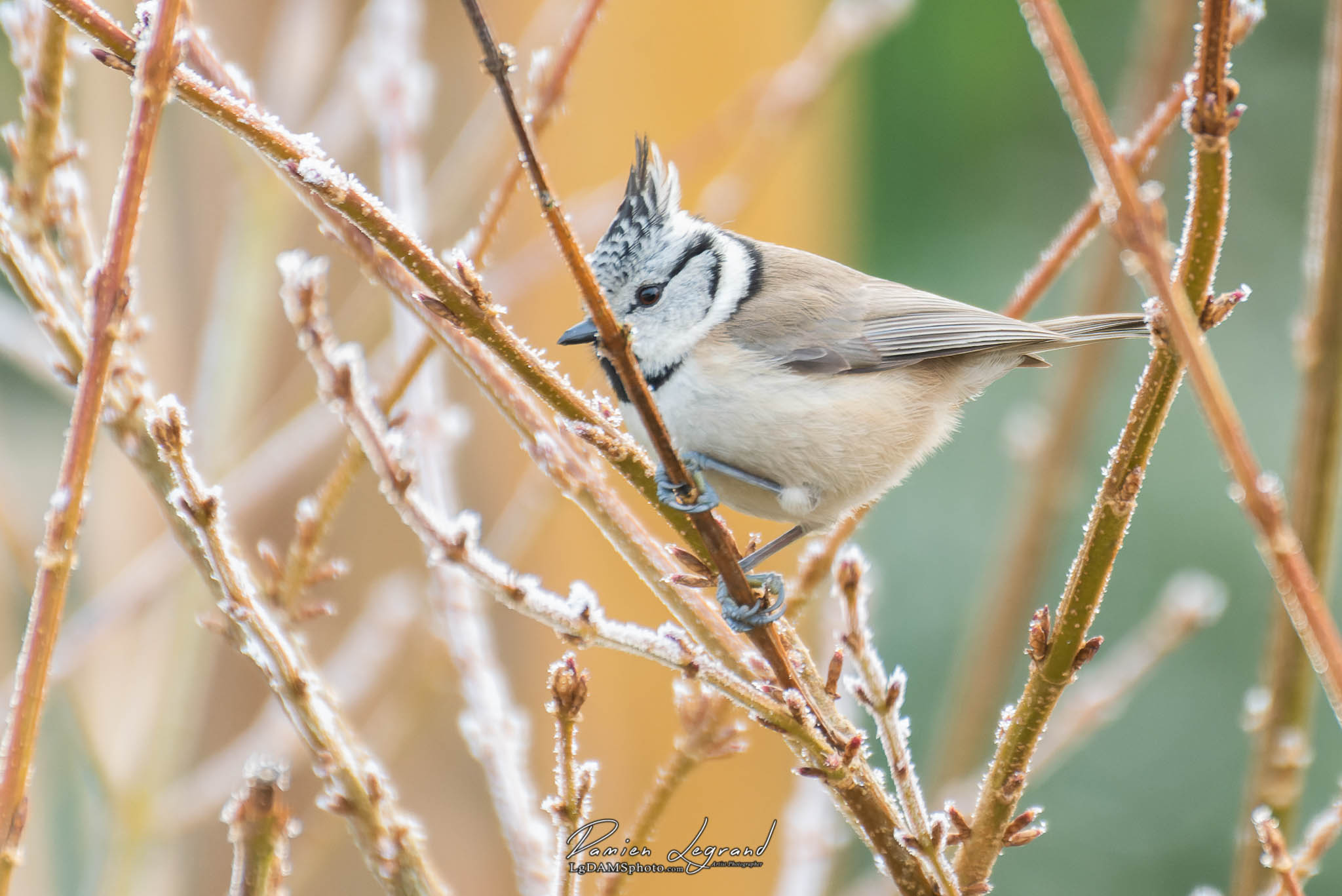 Mésange huppée - Estissac FR10 - 12/2016 - ©LgDAMSphoto