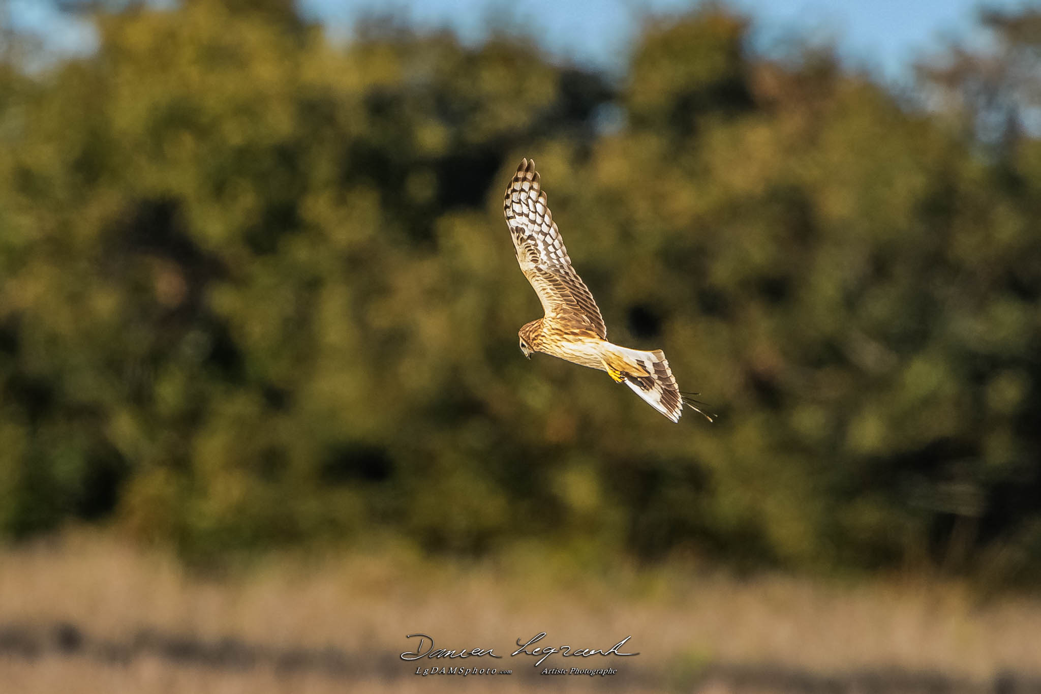 Busard Saint-Martin - Forêt de Lorignac  FR17 - 10/2022 - ©LgDAMSphoto