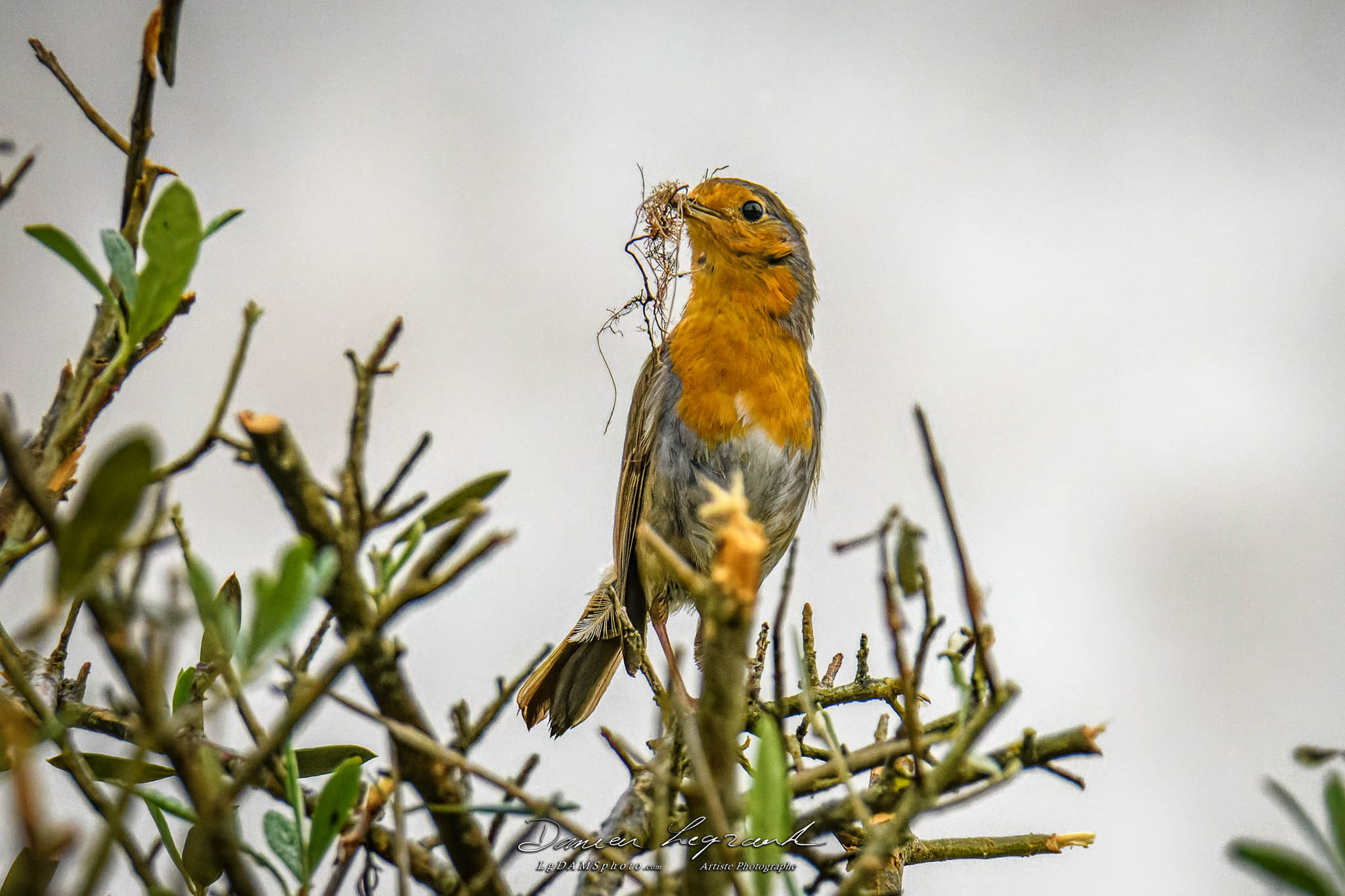 Des brindilles pour le nid - Rouge-gorge - FR16 - 05/2021 ©LgDAMSphoto