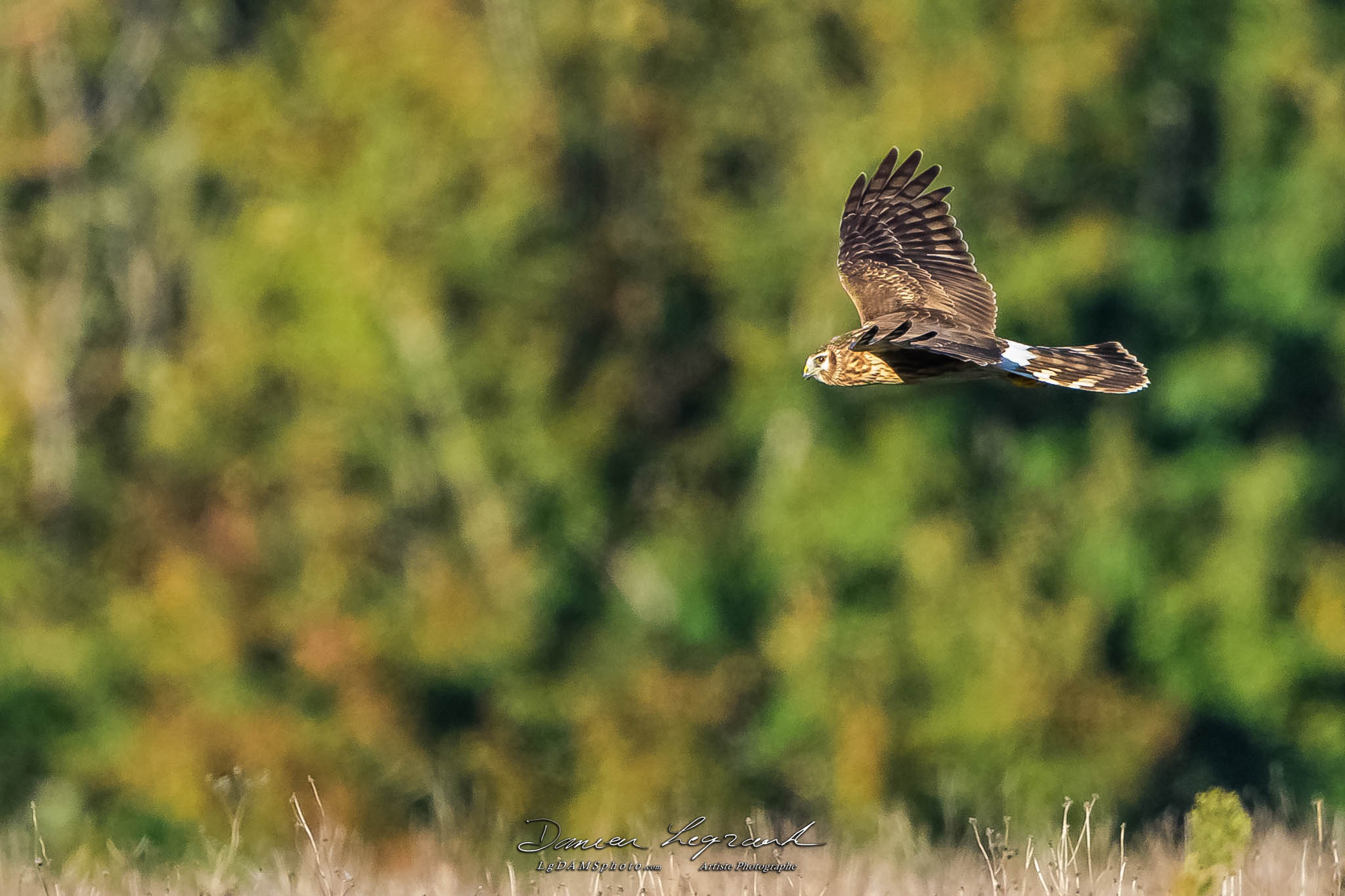 Busard Saint-Martin - Forêt de Lorignac  FR17 - 10/2022 - ©LgDAMSphoto