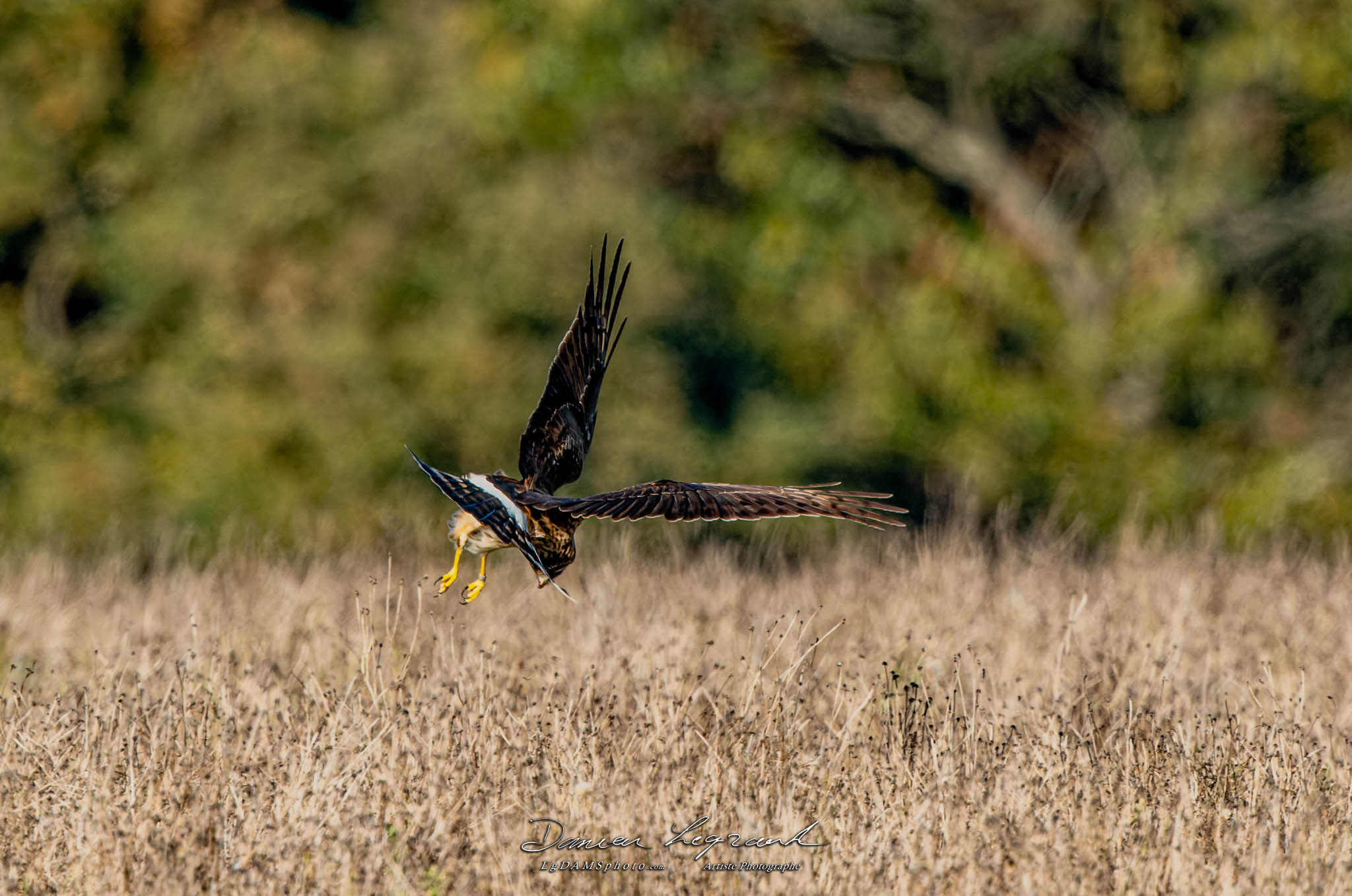 Busard Saint-Martin - Forêt de Lorignac  FR17 - 10/2022 - ©LgDAMSphoto