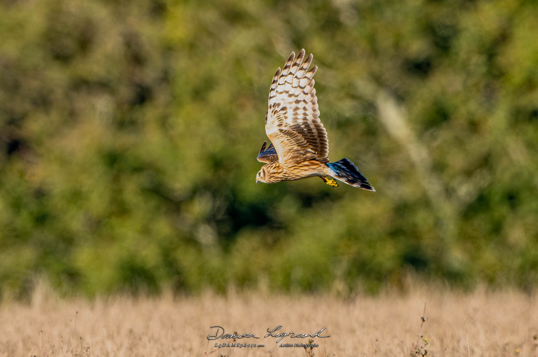 Busard Saint-Martin - Forêt de Lorignac  FR17 - 10/2022 - ©LgDAMSphoto