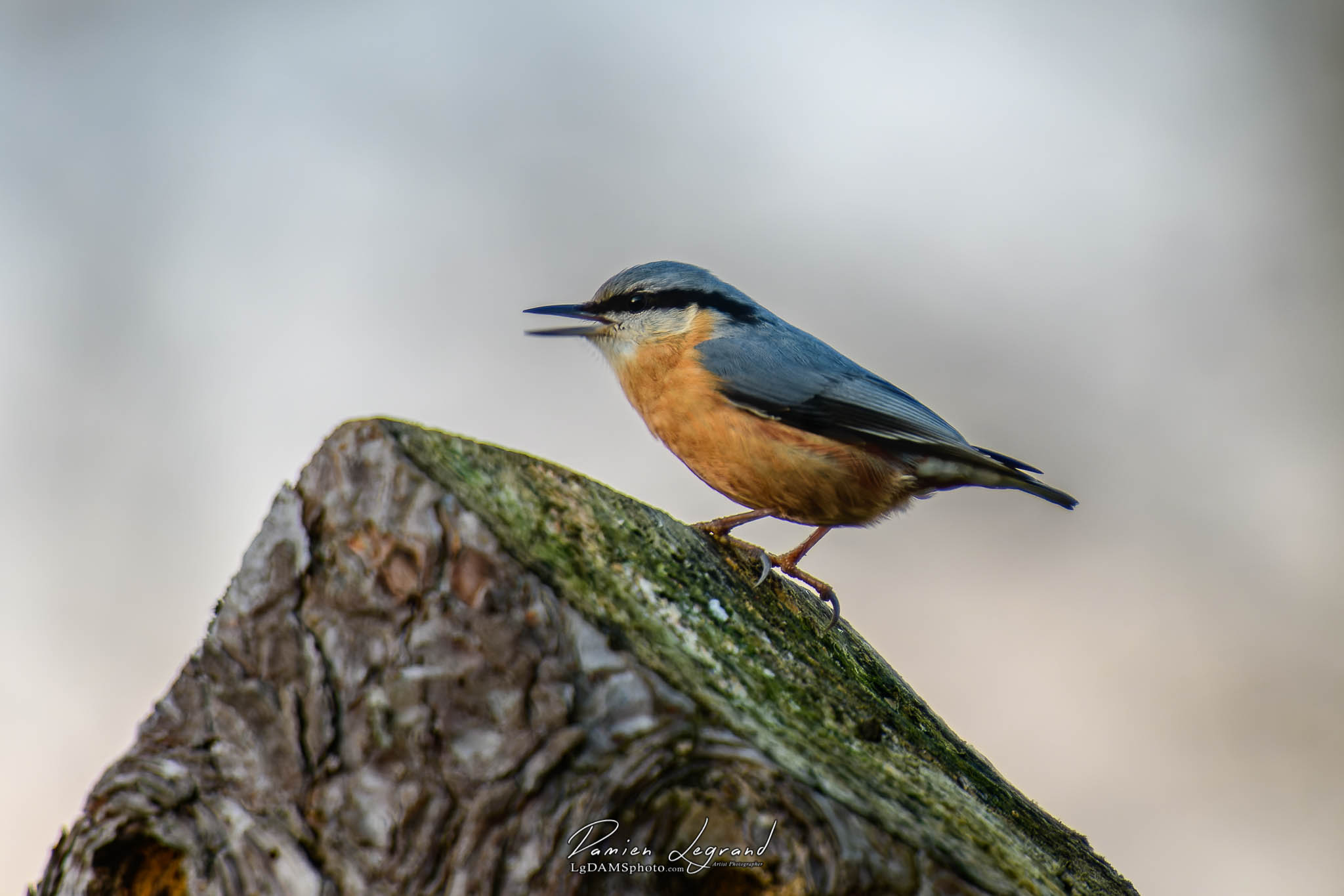 Sittelle torchepot Le Jard FR10 - 12/2021 - ©LgDAMSphoto