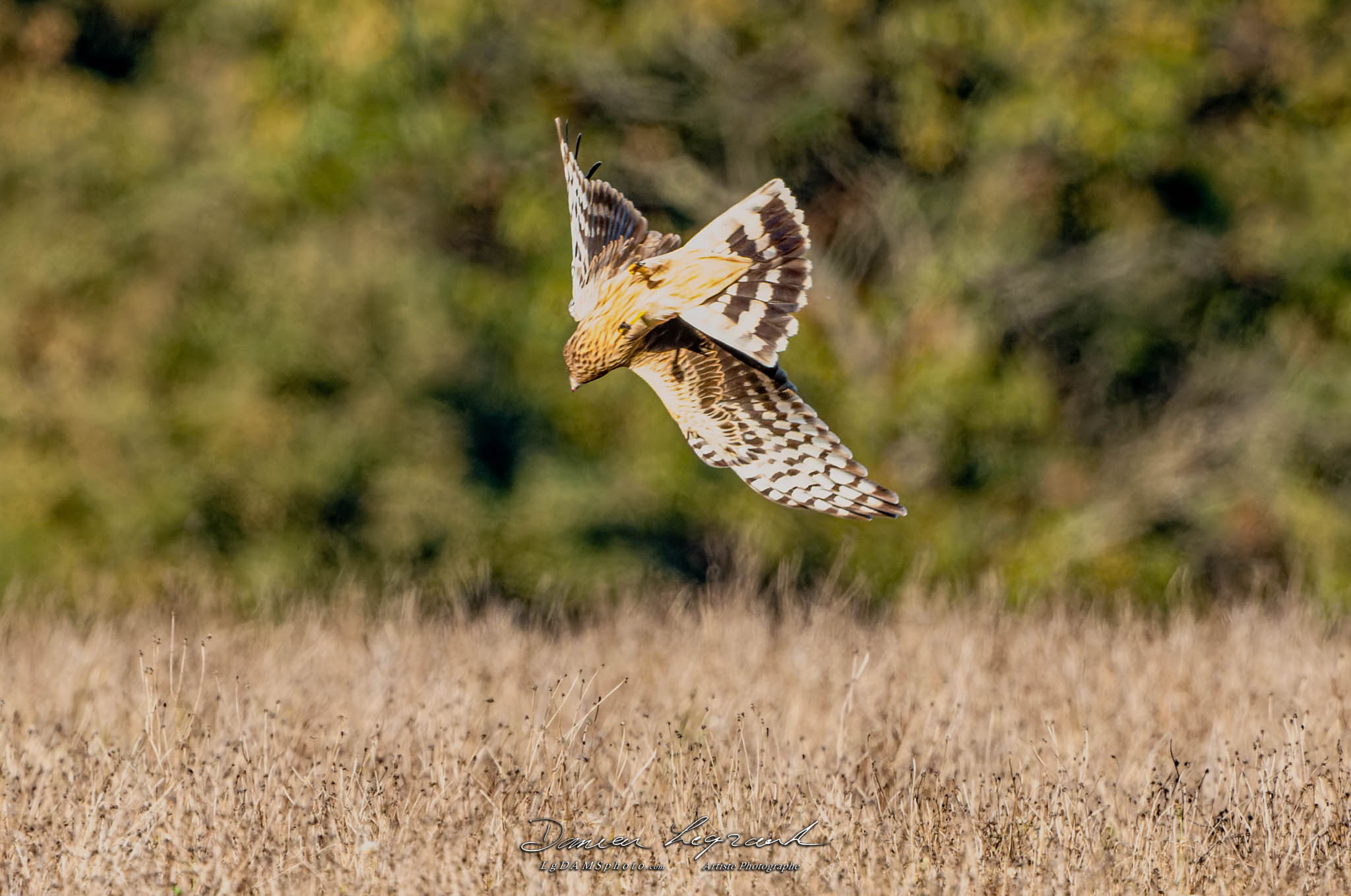 Busard Saint-Martin - Forêt de Lorignac  FR17 - 10/2022 - ©LgDAMSphoto