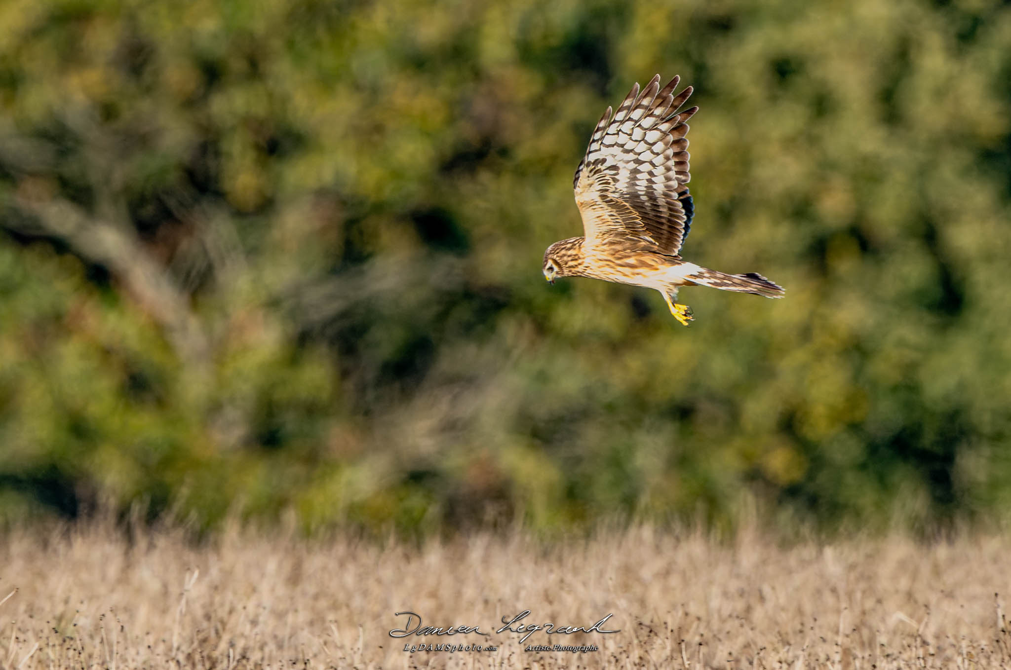 Busard Saint-Martin - Forêt de Lorignac  FR17 - 10/2022 - ©LgDAMSphoto