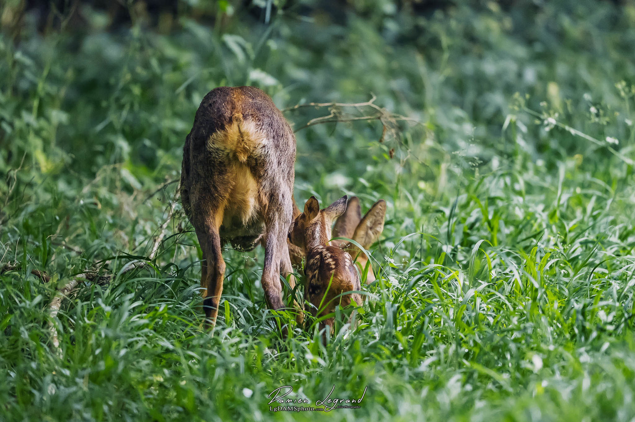 Caramel et sa maman au Parc François 1er - Cognac FR - 13/05/2022 - ©LgDAMSphoto