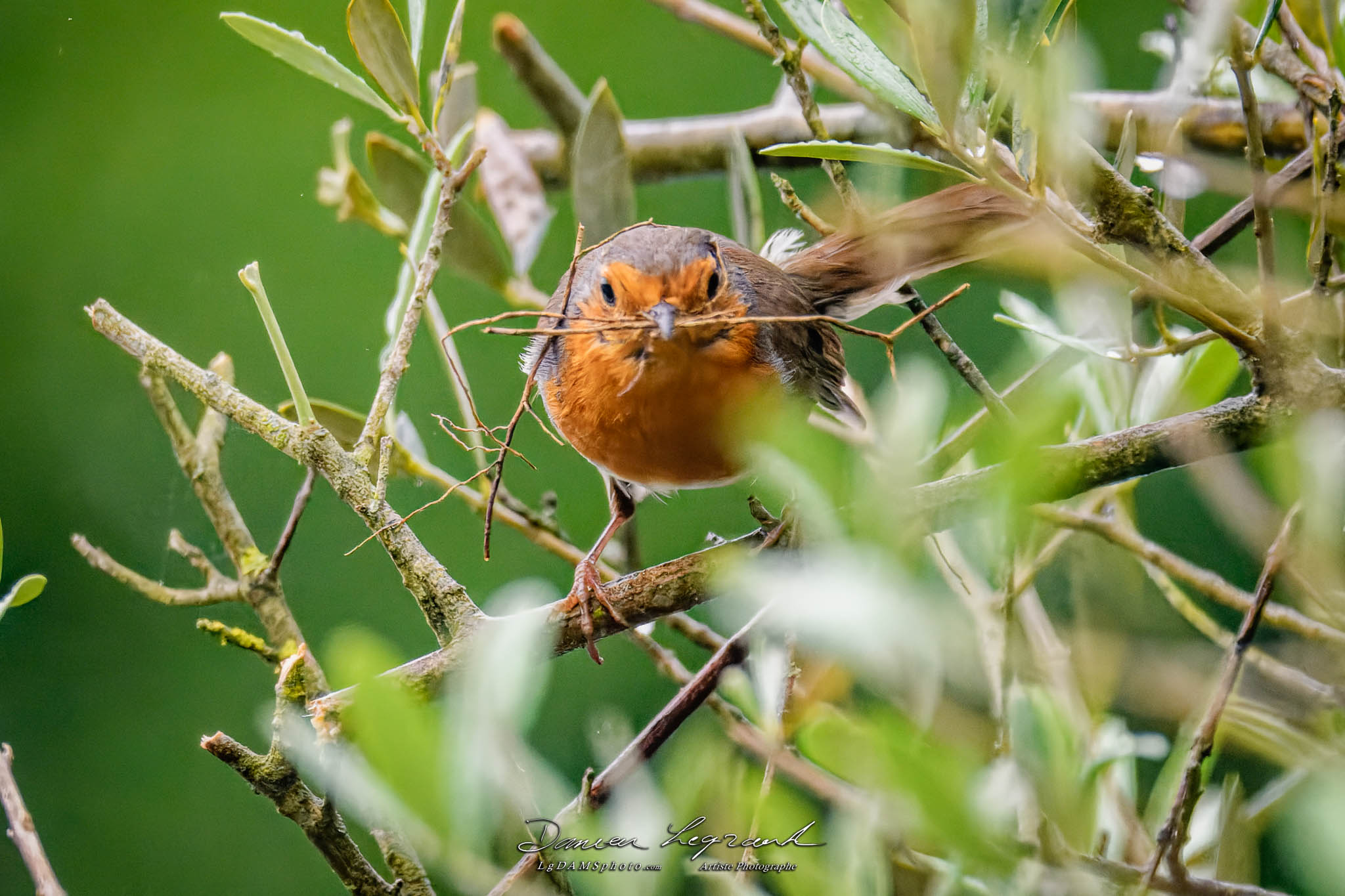 Une brindille pour le nid - Rouge-gorge - FR16 - 05/2021 ©LgDAMSphoto