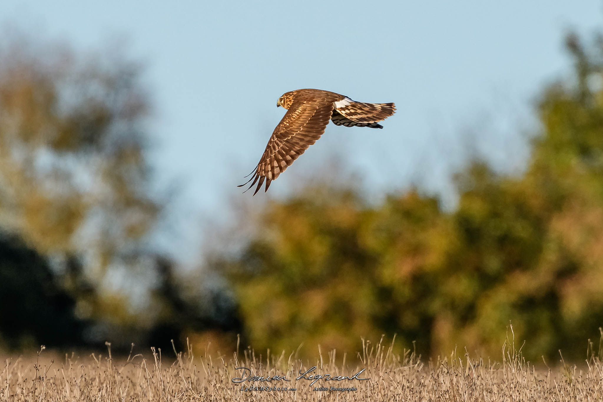 Busard Saint-Martin - Forêt de Lorignac  FR17 - 10/2022 - ©LgDAMSphoto