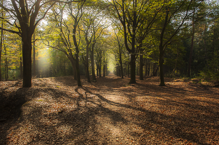 Een dampend herfstbos in de avondzon. Vaak maken schaduwen de chaos in een bos alleen maar groter, maar als je let op de ruimte en de richting waarin ze lopen kunnen ze juist een toegevoegde waarde hebben. Sluitertijd 1/60 sec., Diafragma F/16, ISO 500