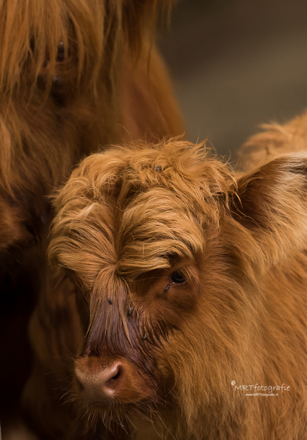 Close up kalf Schotse Hooglander