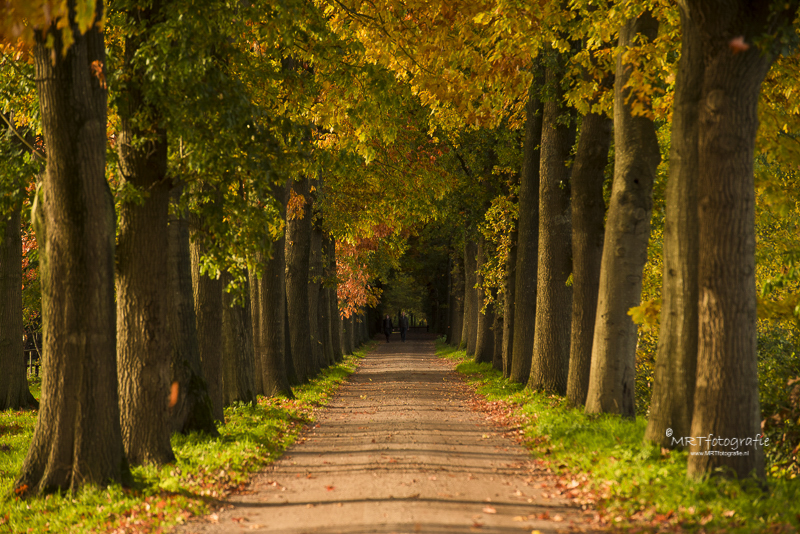 Ogenschijnlijk symmetrisch Rij bomen in herfsttooi