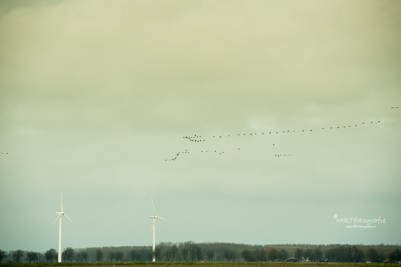 Vogeltrek boven de Oostvaarders Plassenmet een vreemde lichtval 