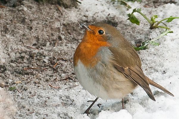 Roodborstje in de sneeuw.