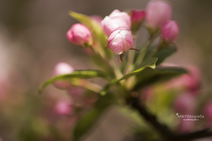 Rozebloesem  bloemknoppen, macrofotografie