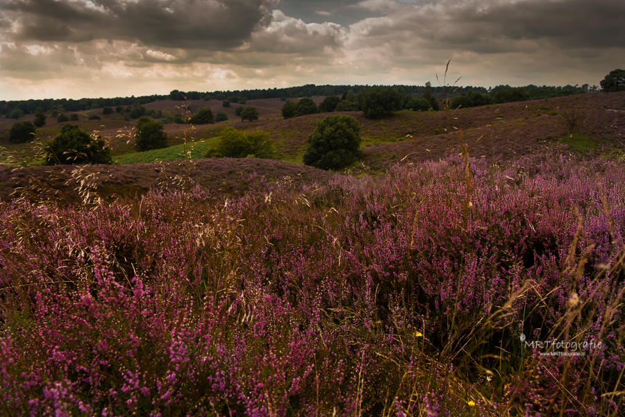 Bloeiende heide Posbank onder dreigende lucht