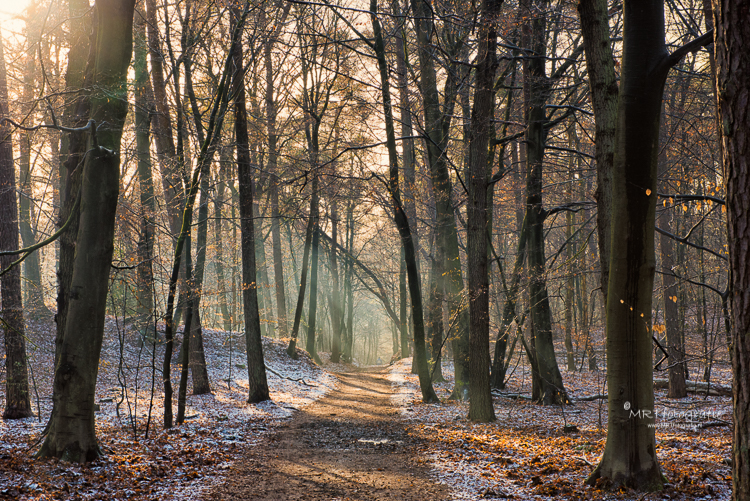 Op deze plek is ruimte, de bomen staan niet al te dicht bij elkaar.                                                                                        Het pad leidt het oog door de foto en zorgt voor diepte. Sluitertijd 1/125 sec., F/11, ISO 400