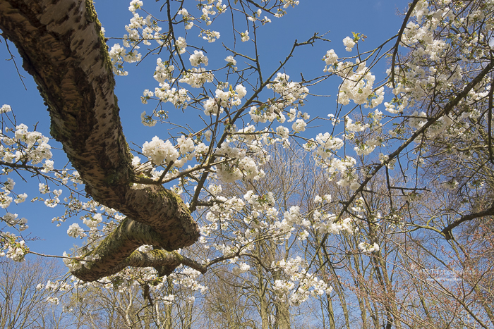 Boom met witte bloesem tegen blauwe lucht in kikvorsperspectief