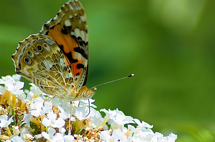 Vlinder de kleine vos  (Aglais urticae)