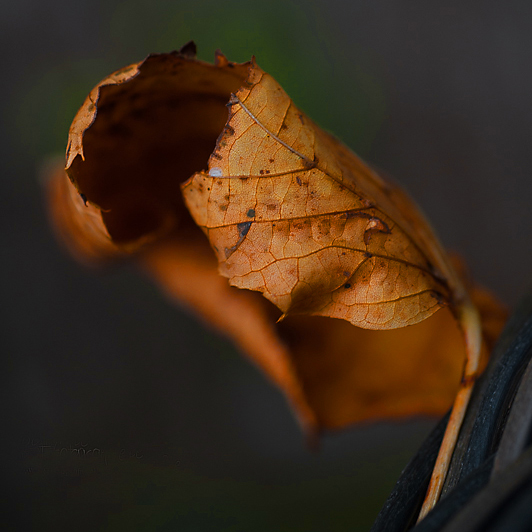 Close up opgekruld herfstblad. Macrofotografie