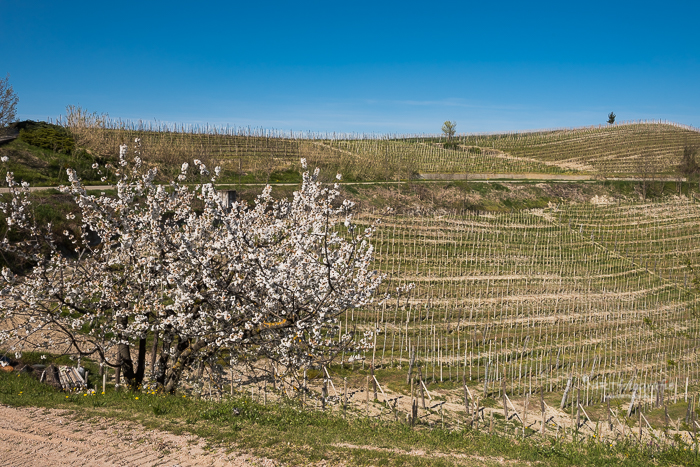 Bloesemboom in de Toscaanse heuvels waar de druivenranken nog kaal zijn.