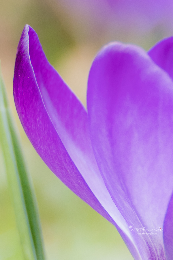 Macro bloemblad krokus