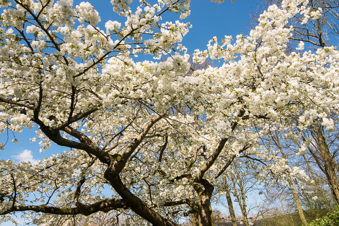 Boom met witte bloesem tegen een blauwe lucht