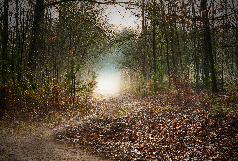 Mist in het bos. Den Treek, Leusden