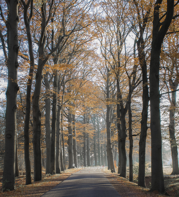 De lijn die het weggetje volgt brengt orde en diepte in je foto. Sluitertijd 1/100, diafragma F/13, ISO 2000