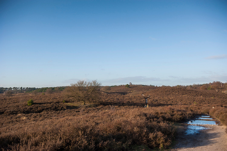 Halverwege de wandelroute van 9 km Veluwezoom-Posbank