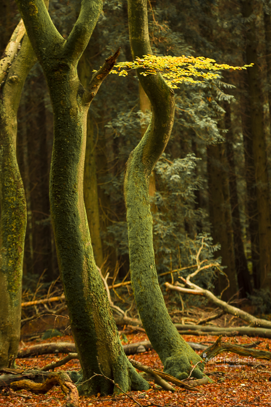 Speulderbos, of tewel het bos van de dansende bomen. herfst