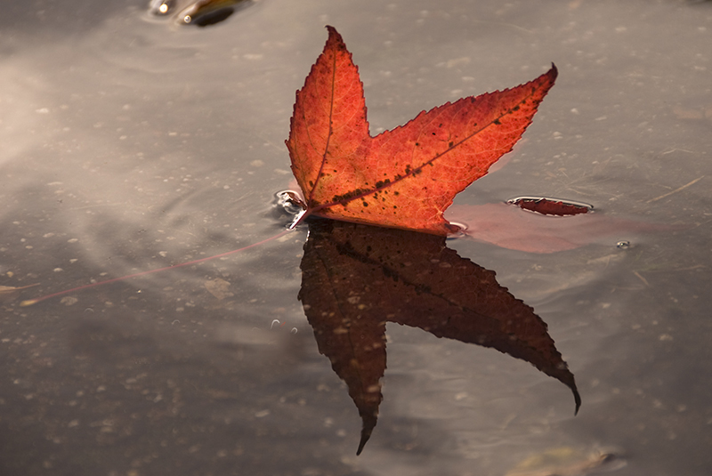 Rood gekleurd espenblad met reflectie in plas water