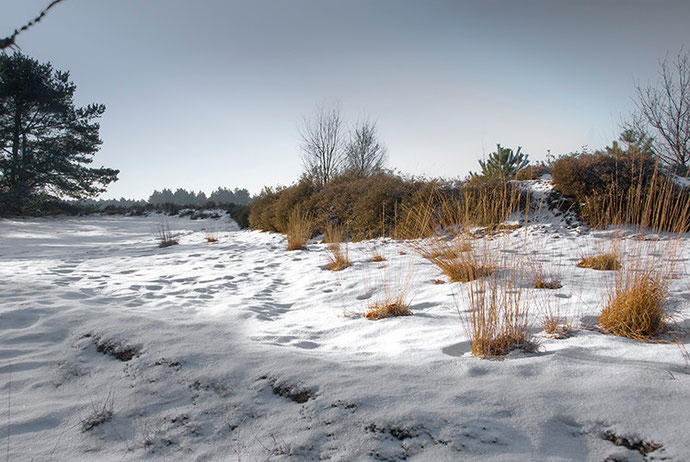 Sneeuw met gras in Den Treek, Leusden