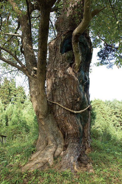 アカマツ - 東北巨木調査研究会
