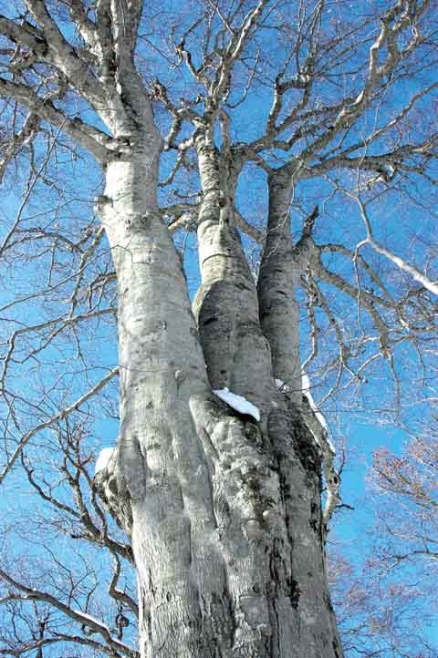 三頭木 東北巨木調査研究会