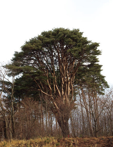 アカマツ - 東北巨木調査研究会