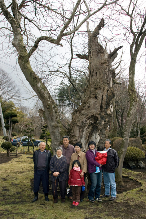 平野家のサイカチ（国内最大級・階上町）